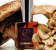 Indolice Providence Perfume